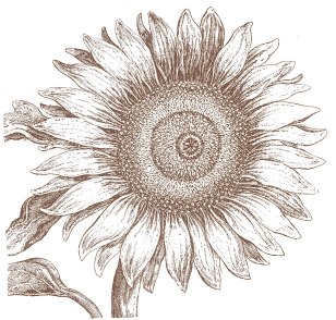 sunflowerengravingedited